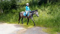 Vente de poney